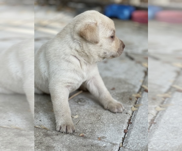 Medium Photo #5 Labrador Retriever Puppy For Sale in SAN ANTONIO, FL, USA