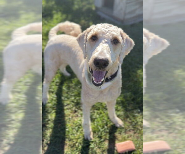 Medium Photo #3 Golden Retriever-Unknown Mix Puppy For Sale in Bemidji, MN, USA