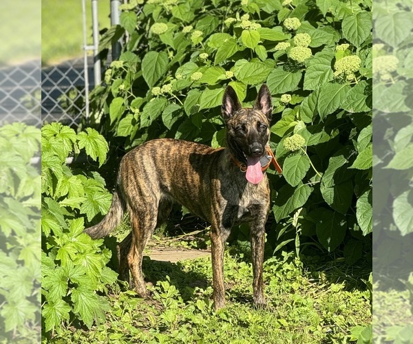 Medium Photo #4 Belgian Malinois-Dutch Shepherd Dog Mix Puppy For Sale in BLOOMINGTON, IN, USA