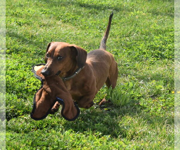 Medium Photo #5 Dachshund Puppy For Sale in Shelbyville, TN, USA