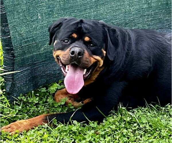 Medium Photo #4 Rottweiler Puppy For Sale in Mooresville, NC, USA
