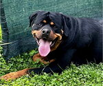 Small #3 Rottweiler