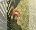 Small #8 Maltipoo