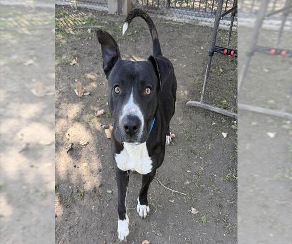 Medium Photo #1 Mutt Puppy For Sale in Riverside, CA, USA