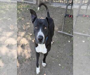 Mutt Dogs for adoption in Riverside, CA, USA