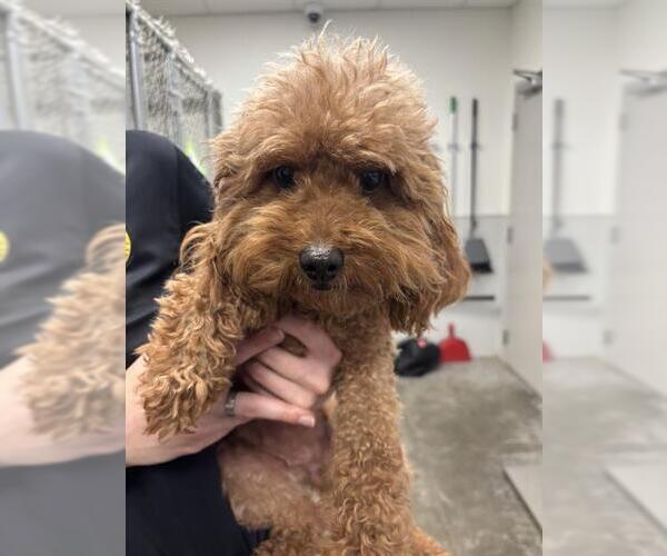 Medium Photo #1 Poodle (Toy) Puppy For Sale in Rosenberg, TX, USA