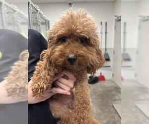 Poodle (Toy) Dogs for adoption in Rosenberg, TX, USA