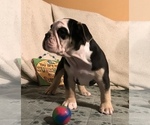 Small Photo #16 Olde English Bulldogge Puppy For Sale in CYNTHIANA, IN, USA