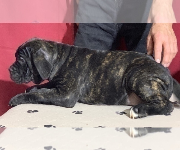 Medium Photo #46 Cane Corso Puppy For Sale in COTTAGE GROVE, OR, USA