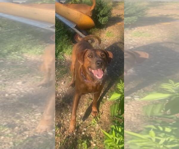 Medium Photo #3 Mutt Puppy For Sale in Holly Springs, NC, USA