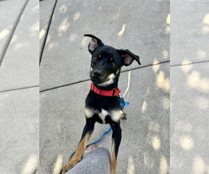 Chiweenie Dogs for adoption in Plainfield, IL, USA