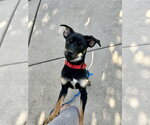 Mitzi - Female Chiweenie Dog for Adoption - Small photo