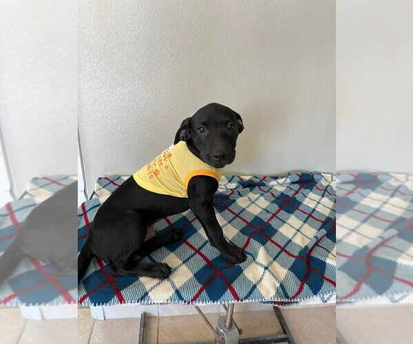 Medium Photo #2 Labbe Puppy For Sale in Osgood, IN, USA