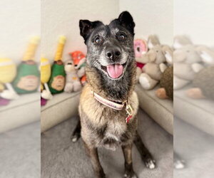 August - Female Mutt Dog for Adoption - Photo #9
