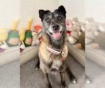 Small Photo #9 Mutt Puppy For Sale in San Diego, CA, USA