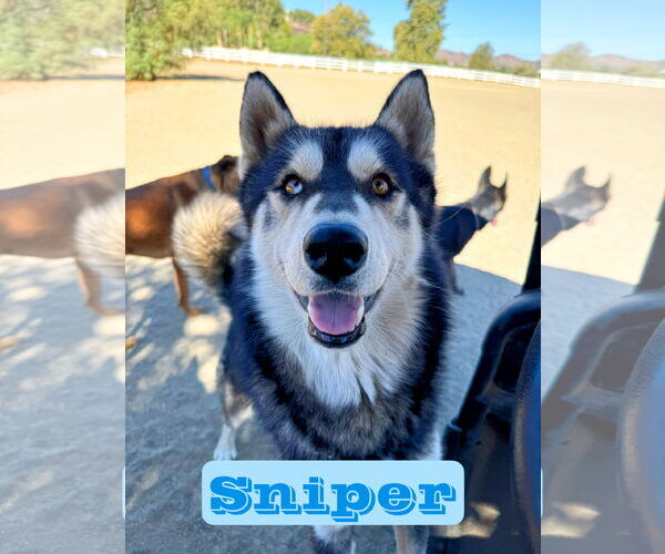 Medium Photo #3 Alusky Puppy For Sale in Riverside, CA, USA