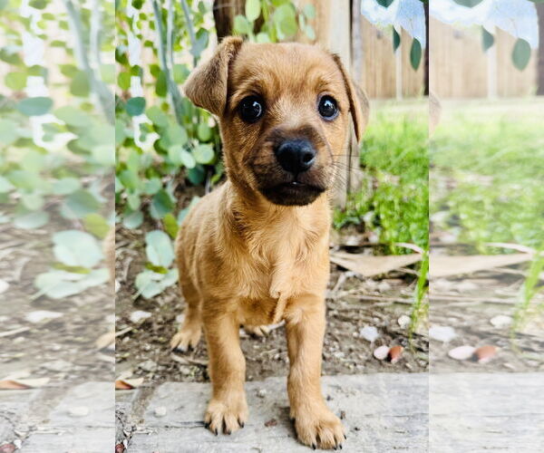 Medium Photo #2 Collie-Unknown Mix Puppy For Sale in Marina Del Rey, CA, USA