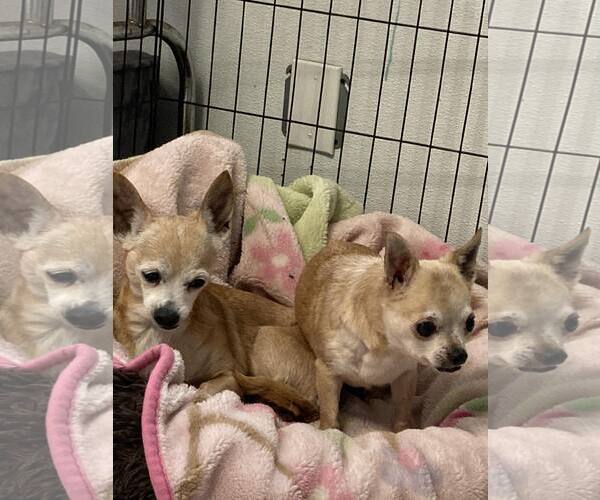 Medium Photo #2 Chihuahua Puppy For Sale in Sequim, WA, USA