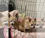 Small #1 Chihuahua