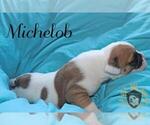 Small Photo #34 Olde English Bulldogge Puppy For Sale in WRIGHT CITY, MO, USA