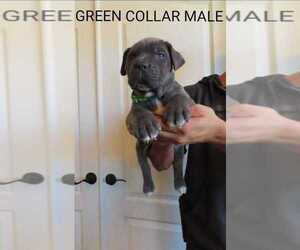 Cane Corso Puppy for sale in APPLE VALLEY, CA, USA