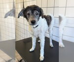 Small Poodle (Miniature)