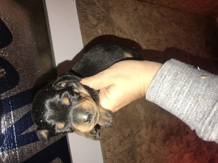 Dachshund Puppy for sale in CLARITA, OK, USA