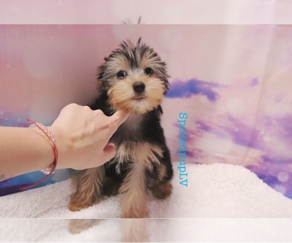 Medium Photo #5 Yorkshire Terrier Puppy For Sale in LAS VEGAS, NV, USA