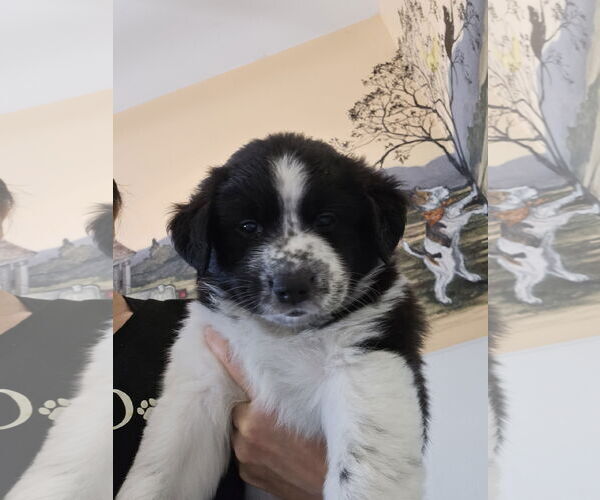 Medium Photo #2 Border Collie-Unknown Mix Puppy For Sale in Agoura Hills, CA, USA