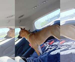 Maggie - Female Boxador Dog for Adoption - Photo #8