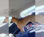 Small Photo #8 Boxador Puppy For Sale in Crystal, MN, USA