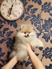 Pomeranian Puppy for sale in Perm, Perm, Russia