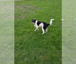 Small #8 Border Collie-Colonial Cocker Spaniel Mix