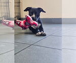 Small #1 American Bandogge mastiff