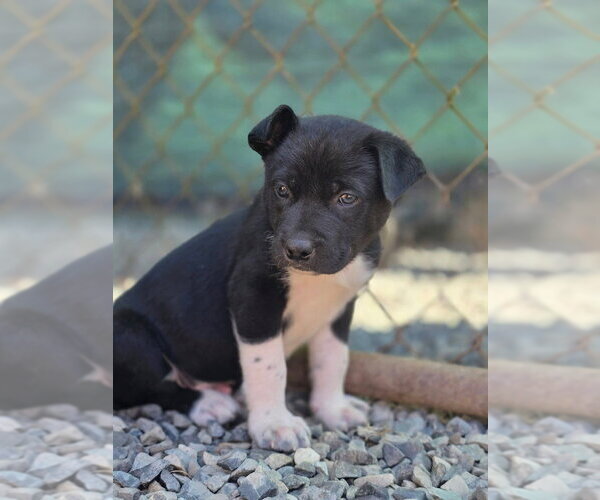 Medium Photo #3 Siberian Husky-Unknown Mix Puppy For Sale in Bellingham, WA, USA