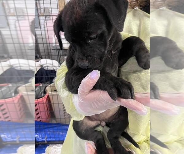 Medium Photo #2 American Pit Bull Terrier-Black Mouth Cur Mix Puppy For Sale in Calgary, Alberta, Canada