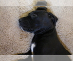 Small Photo #3 Daniff Puppy For Sale in FORT WAYNE, IN, USA