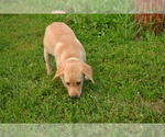 Small Photo #26 Labrador Retriever Puppy For Sale in GREENWOOD, WI, USA