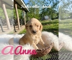 Small Photo #5 Goldendoodle (Miniature) Puppy For Sale in PLEASANT HOPE, MO, USA
