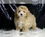 Small #4 Maltipoo