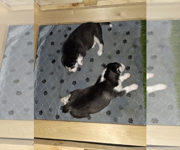 Medium Photo #50 Siberian Husky Puppy For Sale in ALTON, IL, USA