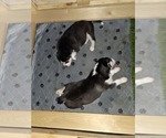Small Photo #50 Siberian Husky Puppy For Sale in ALTON, IL, USA