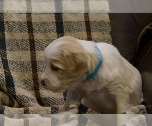 Medium Photo #7 Golden Mountain Doodle  Puppy For Sale in JIM FALLS, WI, USA