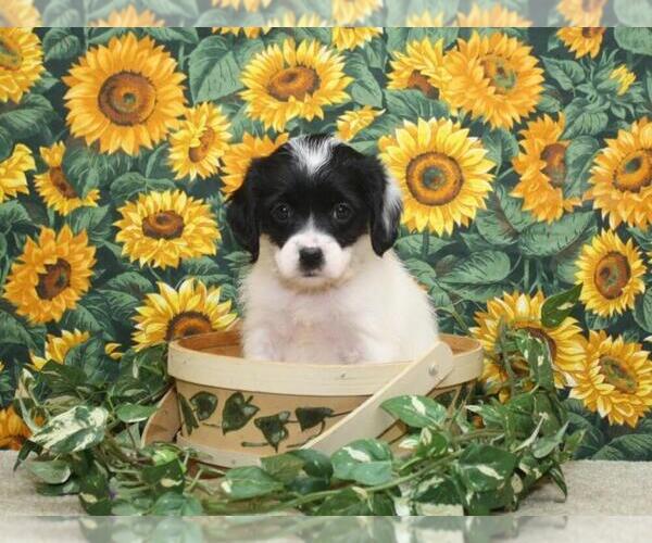 Medium Photo #5 Cockapoo Puppy For Sale in SHAWNEE, OK, USA
