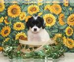 Small Photo #5 Cockapoo Puppy For Sale in SHAWNEE, OK, USA