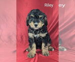 Small #1 Bernedoodle
