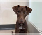 Small Labrador Retriever