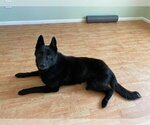 Small Photo #10 German Shepherd Dog-Unknown Mix Puppy For Sale in Tampa, FL, USA