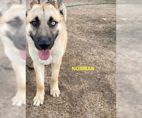 Medium Photo #1 Siberian Husky-Unknown Mix Puppy For Sale in Woodland Hills, CA, USA