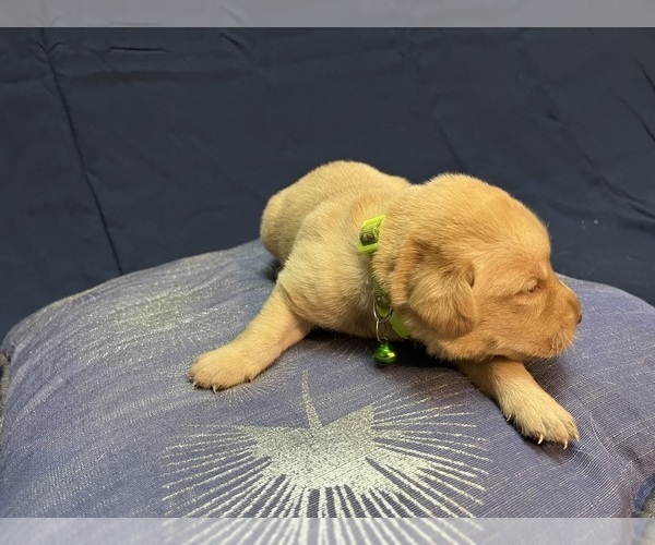 Medium Photo #21 Labrador Retriever Puppy For Sale in BARTLETT, IL, USA